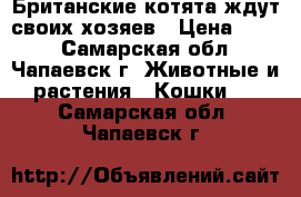 Британские котята ждут своих хозяев › Цена ­ 500 - Самарская обл., Чапаевск г. Животные и растения » Кошки   . Самарская обл.,Чапаевск г.